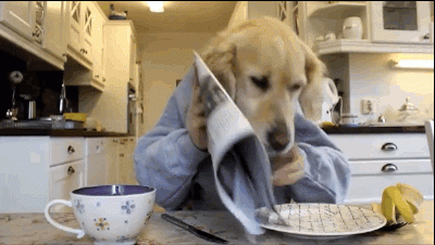 Dog reading morning paper